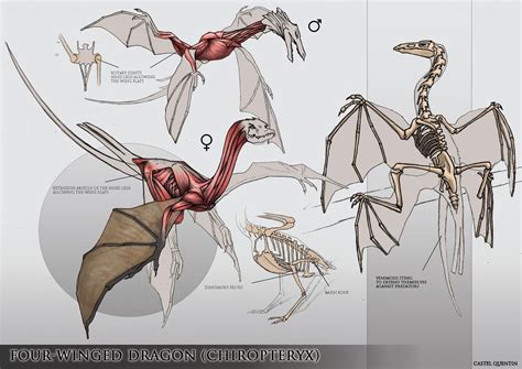 Dragon Wing Anatomy