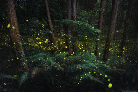 Photographer captures magical images of fireflies in Japanese forest