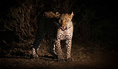 Tips to Photograph Wildlife on a Night Safari in Africa - Nature TTL