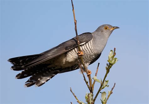 Ovoviviparity (and possible viviparity) in birds: the case of cuckoos : r/SpeculativeEvolution