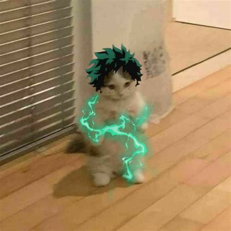 Deku but kitty | Gatos vestidos, Fotos de anime engraçada, Ícone de gato