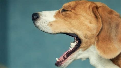 Kennel Cough in Dogs: Symptoms and Treatment