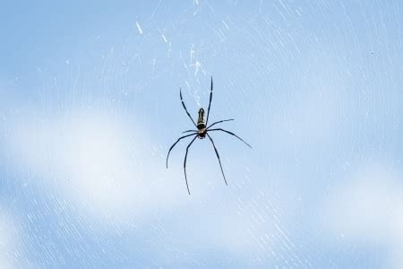 7 Ways to Get Rid of a Spider Infestation | Lookout Pest Control