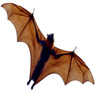 Bat Flying Open Wings Png Images Background - Image ID 65784 | TOPpng