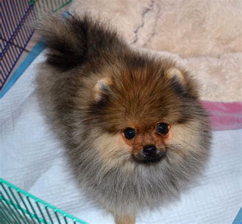 Cute Light Orange Sable Pomeranian - l2sanpiero