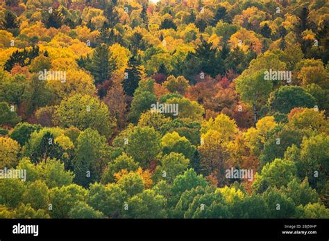 Aerial view of a fall season forest scenic view Stock Photo - Alamy