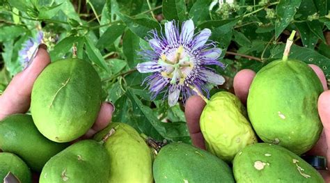 Passiflora incarnata maracuja passion fruit vine maypop fragrant seed ...