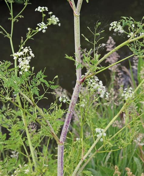 Poison Hemlock: How to Identify and Potential Look-alikes | Biennial plants, Poisonous plants ...