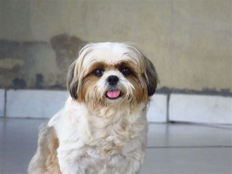 Shih Tzu 101: Is a Shih Tzu the Right Dog for You? - Ollie Blog