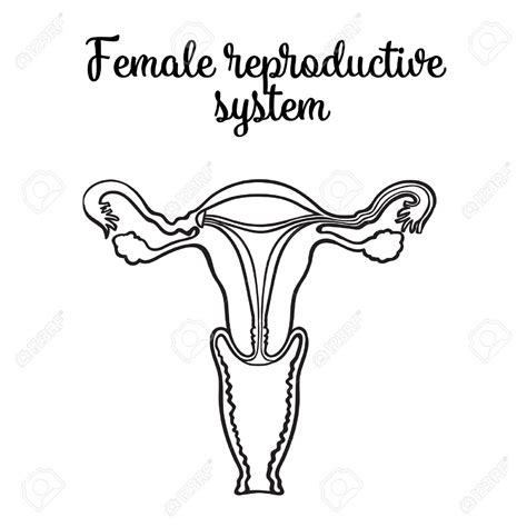 Blank Female Reproductive System Diagram