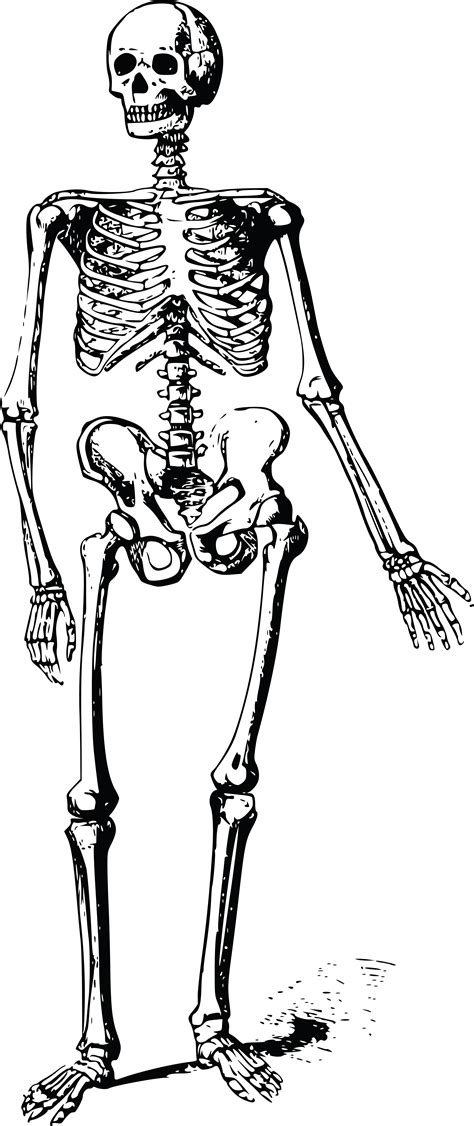 Fileappendicular Skeleton Diagram Blanksvg Wikimedia