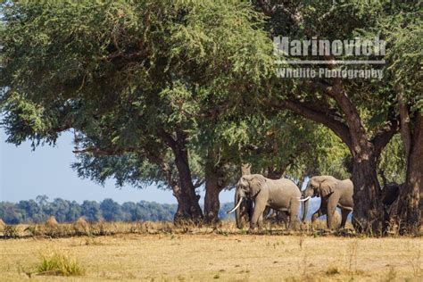 Sneak Peek - Mana Pools National Park - Wayne Marinovich Photography