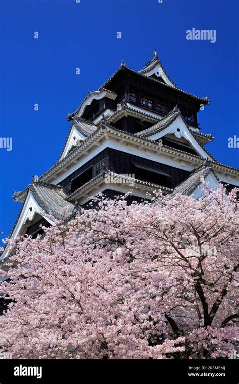 Kumamoto Castle and cherry blossoms Stock Photo - Alamy