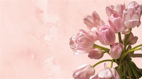 A Bouquet of Pink Tulips 4K wallpaper download