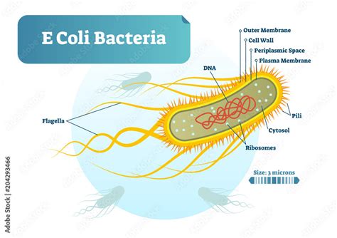 E Coli bacteria micro biological vector illustration cross section ...