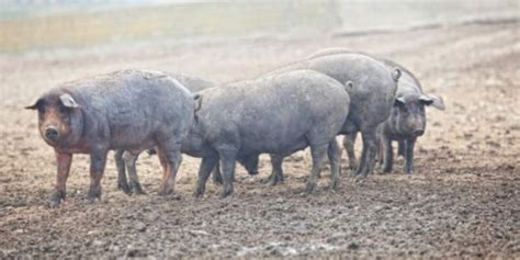 Black Iberian Pigs: Facts, Characteristics, and Temperament | Farming Base