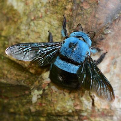 Blue Carpenter Bee