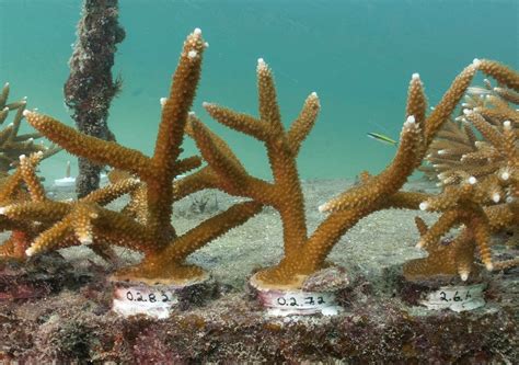 Sea temperatures lead to unprecedented, dangerous bleaching of Florida's coral reef, experts say ...