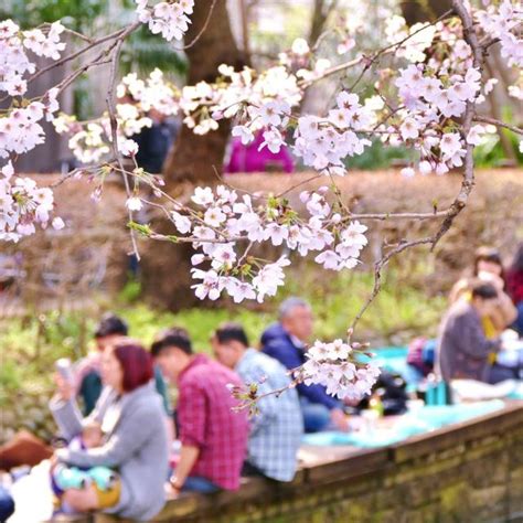 Japan in Spring: How to Enjoy Cherry Blossoms, Festivals and More ...