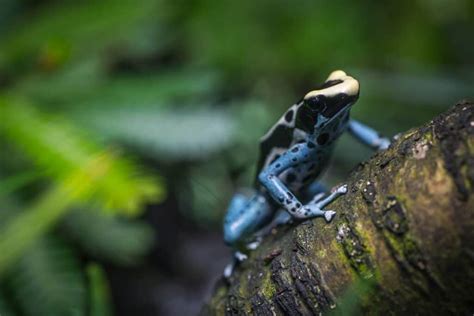 dangerous animals in Ecuador - Go Look Explore