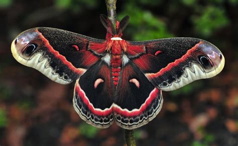 the S I blog: Cecropia moth