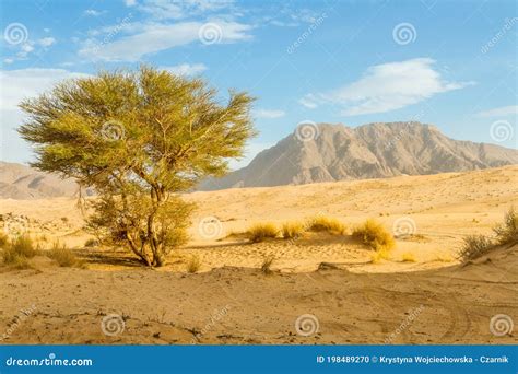 Plants in the Sahara Desert. Tassili N`Ajjer National Park, Algeria ...