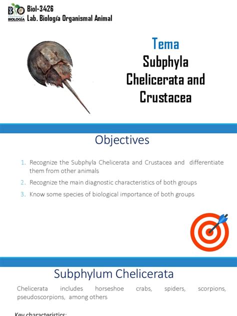 BIOL-3426 - Lab 7 - Subfilos Chelicerata y Crustacea-2022 PDF | PDF ...