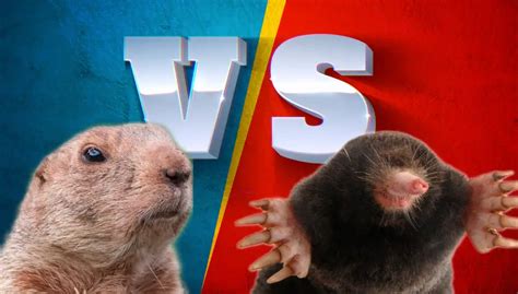 Gopher vs Groundhog: Top 10 Differences | Gopher Nuts