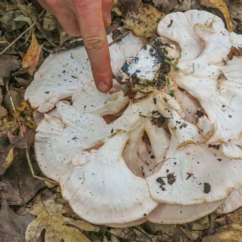 White Chicken of the Woods (Laetiporus cincinnatus)