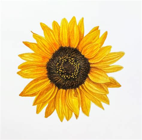 Free Watercolor Sunflower Class - Anna Mason Art