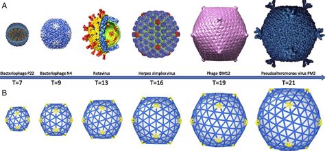 GoV 1 : Geometry of viruses – neverendingbooks