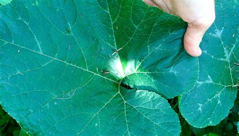 7 Ways to Use All of Your Pumpkin Plant - Our Permaculture Life