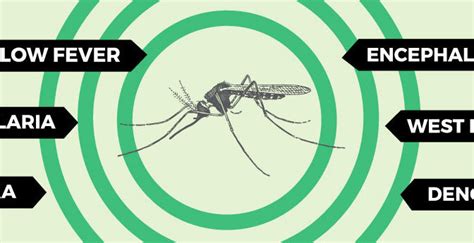 What Diseases Do Mosquitoes Carry? | Mosquito Joe