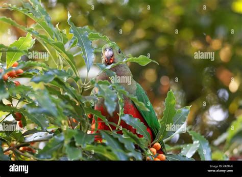 female king parrot Stock Photo - Alamy