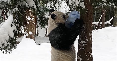 These Pandas Rolling In Snow At The National Zoo Are All Of Us On A Snow Day