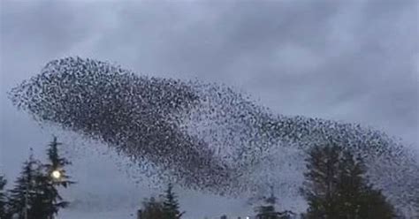 Swarm of birds put on dazzling show in sky