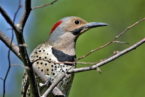 Michigan Woodpeckers (8 Different Species Revealed) - BirdingHub