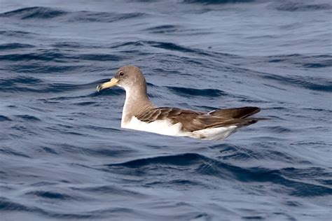 Cory's Shearwater (Calonectris diomedea diomedea) | Wild Bird Gallery