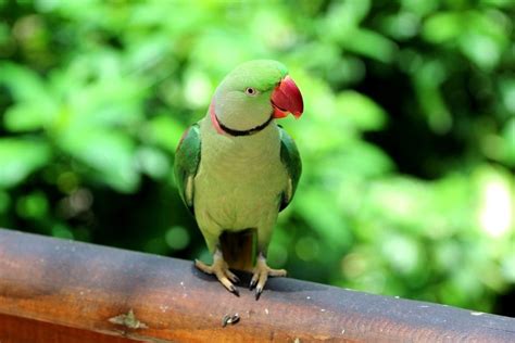 Alexandrine Parrot Care Guide - Diet, Lifespan & More » Petsoid