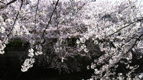 Tokyo on Foot: Meguro River Cherry Blossom Walk - Savvy Tokyo