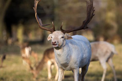 Escapes and Photography: Coming full circle, Fallow deer at Charlecote Park