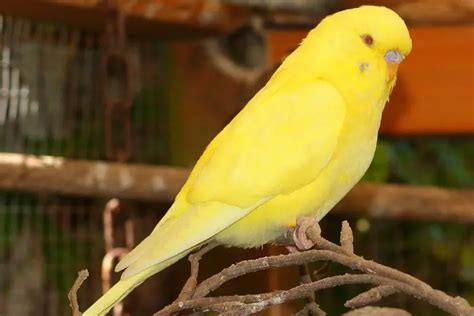 Lutino Budgie: Everything You Need to Know About it