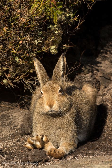 Alan Heeley Wildlife Photography: Mountain Hare