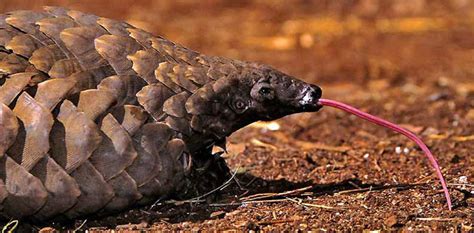 Pangolin « Creepy Animals