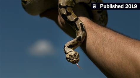 Opinion | Beware of ‘Snakes,’ ‘Invaders’ and Other Fighting Words - The ...