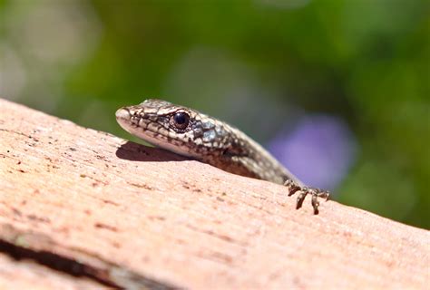 Common garden skink? - PentaxForums.com