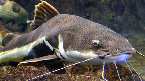 Redtail Catfish Wallpapers - Wallpaper Cave