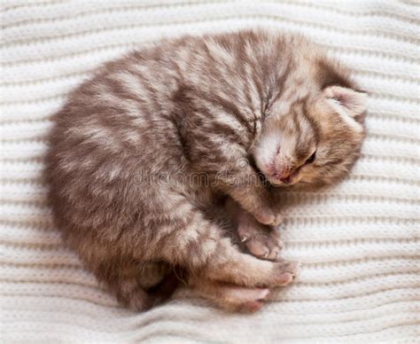 Newborn Sleeping British Baby Kitten Stock Image - Image of breed ...