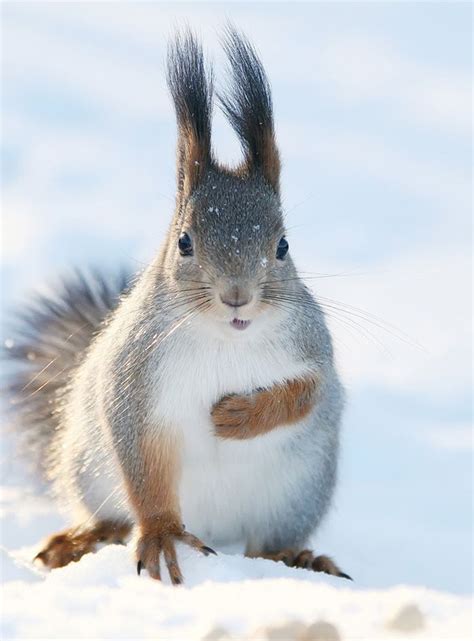 Squirrel in winter. Photo by pavel kuzz Animals And Pets, Baby Animals, Funny Animals, Cute ...