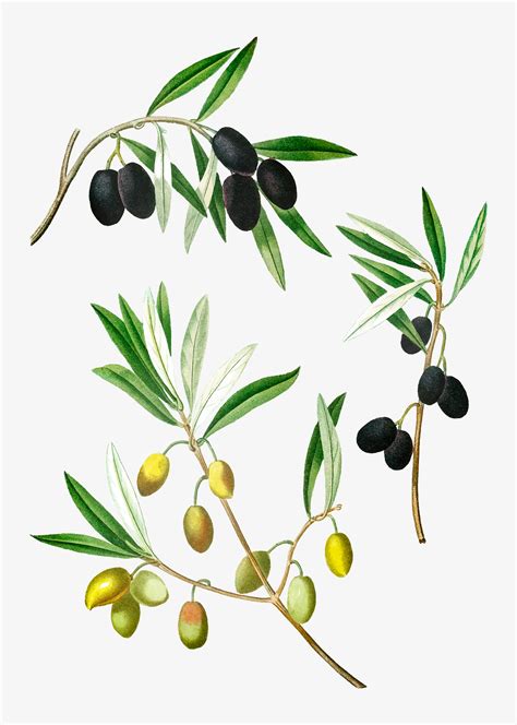 Olive tree branch - Download Free Vectors, Clipart Graphics & Vector Art